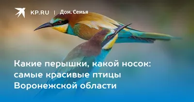 Певчие птицы Воронежской области