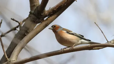 Птицы, зимующие в Воронежской области