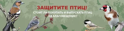 Пуночка из тундры и самая мелкая птица России: зимние Жигули богаты редкими  пернатыми