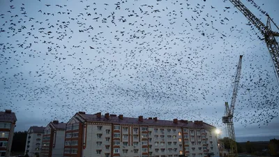 Хищные птицы в ландшафтах Северной Евразии: Современные вызовы и тренды