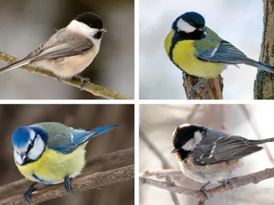 PPT - Зимующие и перелетные птицы PowerPoint Presentation - ID:4853063
