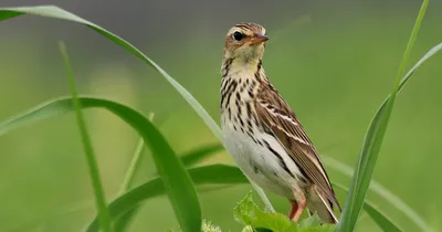 Птицы восточной сибири фото фото