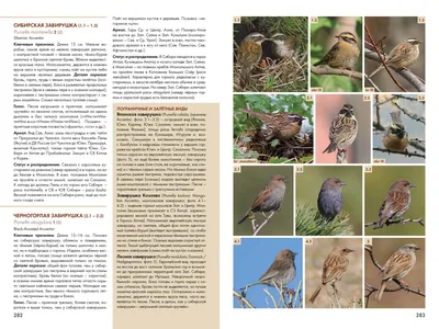 Новая книга: Птицы Сибири, Монголии и Дальнего Востока