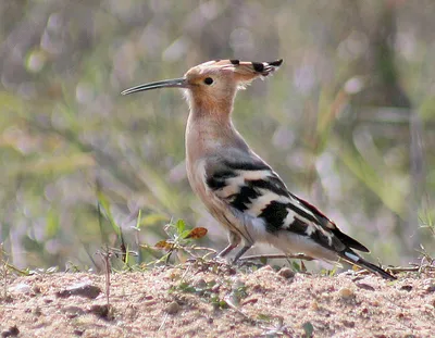 Photos of animals,фото животных - Серый снегирь (лат. Pyrrhula cineracea) —  вид снегирей, распространённый в Сибири и на Дальнем Востоке. В отличие от  обыкновенного снегиря у самцов этой лесной птицы в оперении