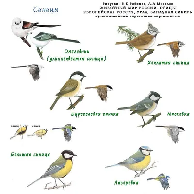 Птицы певчие | это... Что такое Птицы певчие?