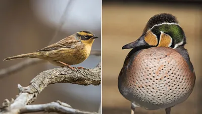 Гнёзда птиц Сибири и сопредельных регионов. Том 2 | Nests of birds of  Siberia and neighboring regions. Vol. 2.