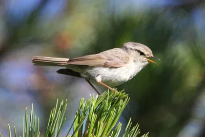 Дальний восток и его красивые пернатые… | Beautiful Bird