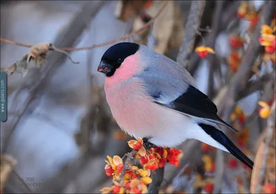Птицы национального парка «Тункинский» ПроЗаповедник