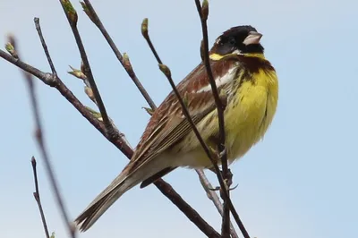 Синехвостка (Tarsiger cyanurus). Птицы Дальнего Востока России.