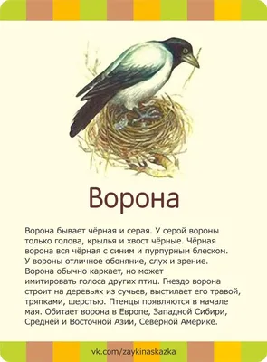 Вьюрок Красношапочный - Певчие птицы Сибири, Дальнего Востока и Азии -  Форумы Mybirds.ru - все о птицах