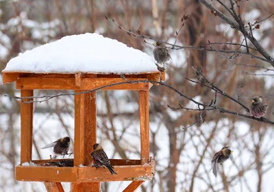 Птицы, которые гнездятся только в России | Пикабу