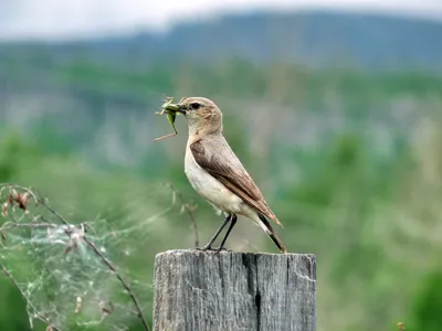 Птицы Забайкальского края · Naturalista Costa Rica