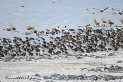 Первые перелетные птицы прилетели на юго-восток Забайкалья | ИА Красная  Весна