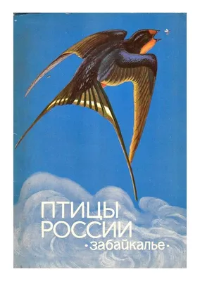 Чудо в перьях во дворе : 10 самых ярких птиц России. | PaulineFlowery | Дзен