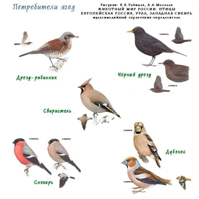 Птицы западной сибири фото фото