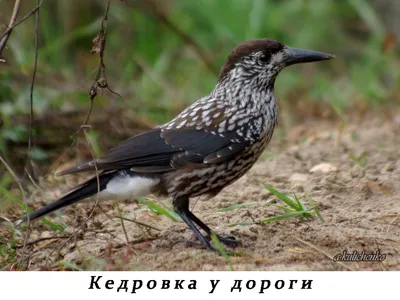 Зимняя встреча сибирской завирушки Prunella montanella и тростниковой  овсянки Emberiza schoeniclus на юге Западной Сибири – тема научной статьи  по биологическим наукам читайте бесплатно текст научно-исследовательской  работы в электронной библиотеке ...