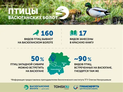 Полная неожиданность: нетипичная для Беларуси птица замечена на Гомельщине