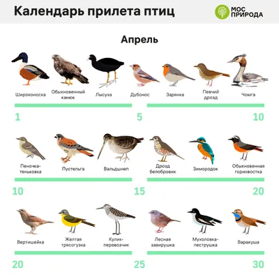 Васюганское болото: пять краснокнижных птиц уникального водоема • TOMSK.RU