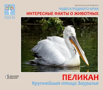 Перелетные птицы ленинградской области - 64 фото