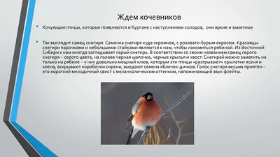 Акция «Увидел журавля – пожалуйста, сообщи!» в Башкирии - 2023 - Атлас птиц  Уфы
