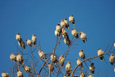 Зимующие птицы Зауралья - презентация онлайн