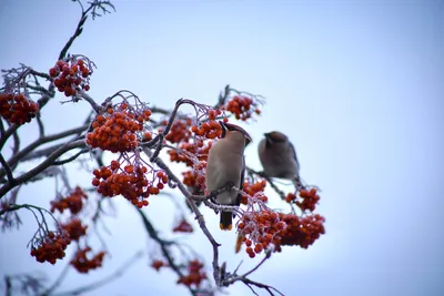 Птицы зимой картинки - 80 фото