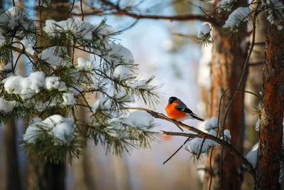 Примите участие в областном конкурсе \"Покормите птиц зимой\" | Русское  географическое общество
