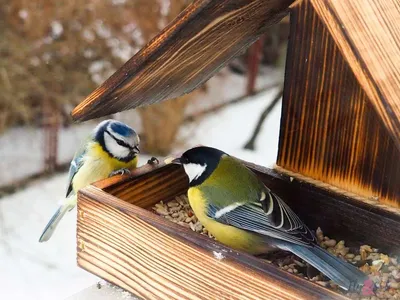 Как правильно подкармливать птиц зимой. Инструкция │ Челябинск сегодня