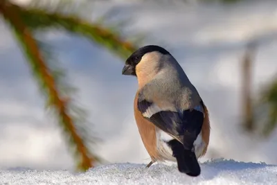 Почему мы кормим птиц зимой » Администрация Усманского муниципального  района Липецкой области, официальный сайт