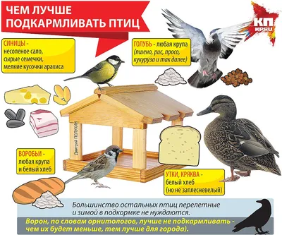 Брянская улица : Брянцев просят кормить птиц зимой