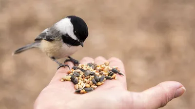 Птицы зимой в холодную погоду. Обычный красный Bullfinch ест ягоды в снегу.  Стоковое Изображение - изображение насчитывающей обще, цветасто: 174175671