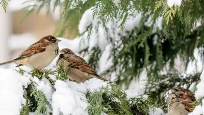 Специалисты Мосприроды рассказали, как правильно подкармливать птиц зимой