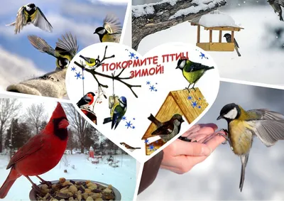 Сетевая экоакция «Покормите птиц зимой, чтобы спели нам весной» - Пинская  городская центральная библиотека