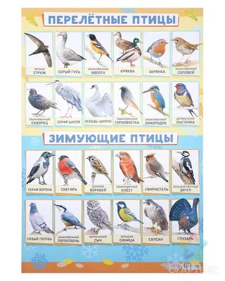 Плакат \"Зимующие и перелётные птицы\" А2 - СМЛ0004993049 - оптом купить в  Самаре по недорогой цене в интернет-магазине Стартекс