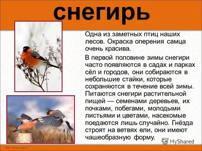 Скачать картинки какие птицы зимуют на урале - подборка