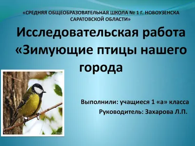 День зимующих птиц в России | 15.01.2021 | Красноуфимск - БезФормата