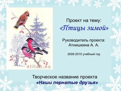 Директор городского парка Саратова о зимующих утках: Птицы чувствуют себя  замечательно — ИА «Версия-Саратов»