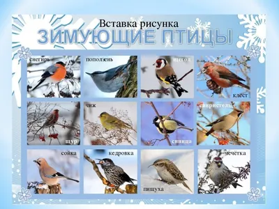 Зимующие птицы. Названия, описания и особенности зимующих птиц | Животный  мир