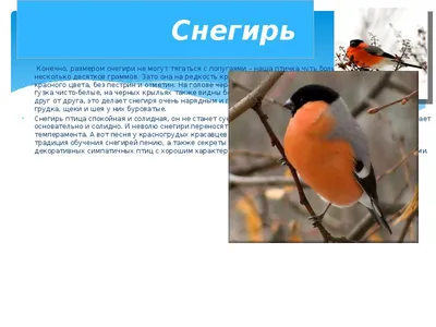 Утиная история: птицы могли остаться зимовать в Саратове из-за «розовой  зимы» - KP.RU