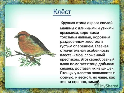 Пернатые соседи: птицы, для которых Тверь стала зимней квартирой - МК Тверь