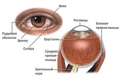 Ovisus