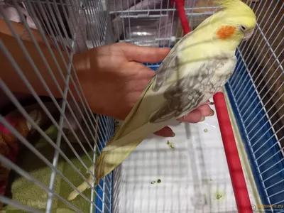 Пухопероеды у птиц 🤯🤯🤯 как и чем с ними бороться 🔥🔥🔥 - YouTube