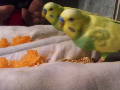 Почему попугаи выщипывают перья? | МанкиБлог | Дзен