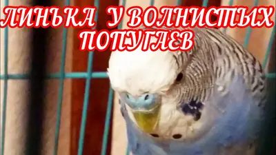 Водянистый помет у волнистого попугая | Страница 6 | Форумы о попугаях  Parrots.ru
