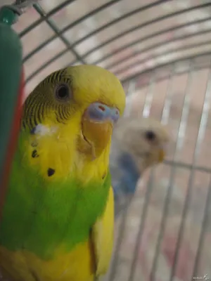 Классический случай клеща(Knemidocoptes mutans) на вызове у волнистого  попугая - YouTube