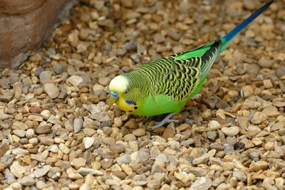 Почему попугаи выщипывают перья? | МанкиБлог | Дзен