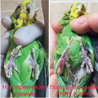 Паразитарные заболевания птиц | Уралбиовет Консалтинг | Дзен