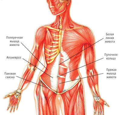 Клиническая анатомия слабых мест передней брюшной стенки и диафрагмы -  презентация онлайн