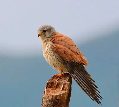 Пустельга (Falco tinnunculus). Птицы Дальнего Востока России.