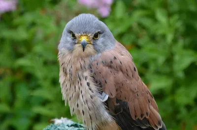 Степная пустельга Falco naumanni Fleischer, 1818 - Птицы (Aves) - Разделы -  Красная книга Оренбургской области